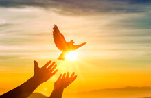 Human Hands Releasing Dove Of Peace Into Air Concept For Freedom, Peace And Spirituality. Silhouette Dove Flying Over Human Hand At Sunset