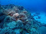 Fototapeta Do akwarium - Various Corals and Tropical fish in Zamami, Okinawa