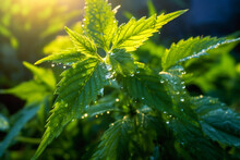 Stinging Nettle Plant (Urtica Dioica) Under Morning Lighting. Created With Generative AI Technology.