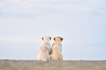 two dogs sit with their backs and look at the sea. Fawn labrador retriever on the beach. Walking with a pet in nature