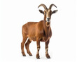 © Bartek - photo of Nubian goat isolated on white background. Generative AI