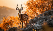 Photo Of Nyala, Majestically Standing Atop A Rocky Outcrop, Framed By The Golden Hues Of The African Savannah, Sunlight Emphasizing Its Curved Horns, Intricate Markings And Elegant Form. Generative AI