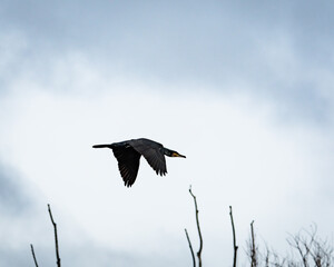 Wall Mural - cormorant