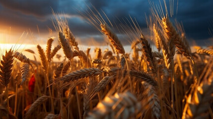 Wall Mural - Wheat field with a sunset in the background