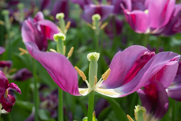 Wall Mural - Purple tulip with view of its reproductive organs. The pistil, ovary, stigma, stamen, and anther. bloom in the garden at Singapore.
