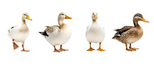 Different Ducks Standing Isolated On Transparent Background. PNG Elements. Generative AI