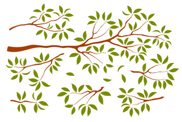 osmanthus tree branches with leaves, foliage, plant, floral design elements collection, isolated on 