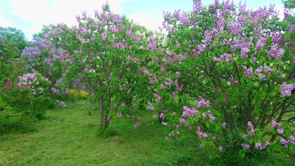 Sticker - Lilacs in blossom, Arboretum Oleksandriya, Ukraine