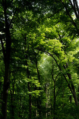Wall Mural - Green beech tree branches in the forest. Beautiful natural summer spring background