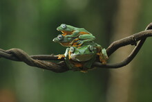 Frogs, Flying Frogs, Three Cute Frogs