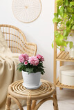 Fototapeta Tulipany - Beautiful chrysanthemum plant in flower pot on wooden table in room