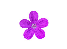 Wood Cranesbill Or Geranium Sylvaticum Pink Flower Isolated On Transparent Background