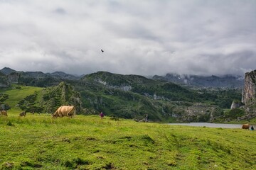 Sticker - Cattle grazing in a pasture in a mountainous area on a cloudy day