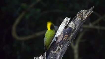 Wall Mural - Closeup of a greater yellownape (Chrysophlegma flavinucha) perched on a tree branch