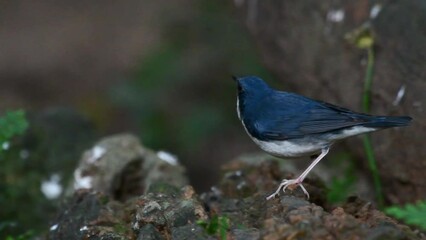 Sticker - Closeup of a beautiful Siberian blue robin (Luscinia cyane) in the forest on blurred background