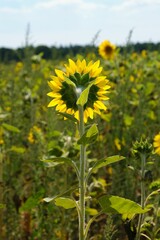 Wall Mural - Back of a bright sunflower with a flower field in the blurred background