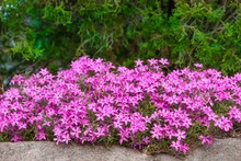 Bush Of Beautiful Vibrant Pink Creeping Phlox Flowers Surrounded By Bright Green Leaves In A Garden
