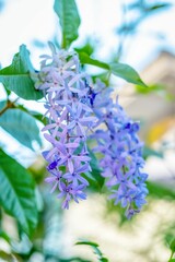 Wall Mural - Closeup shot of Petrea volubilis