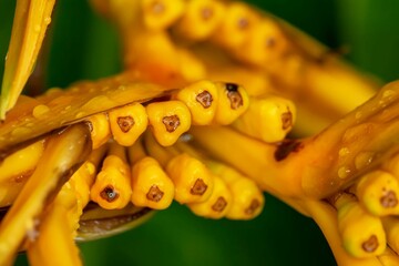 Sticker - Yellow Heliconia plant in the garden