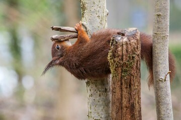 Sticker - Closeup of a red squirrel on a tree in a forest with a blurry background