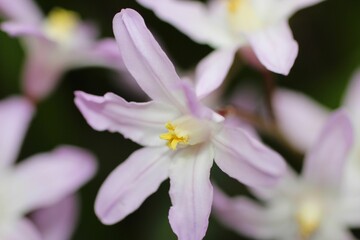 Sticker - Closeup of beautiful pink Chionodoxa flowers growing in a garden