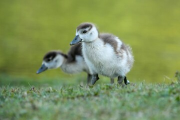 Wall Mural - Closeup of beautiful goslings in a field on a blurred background