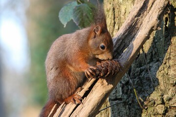 Poster - Closeup of a red squirrel holding a pinecone