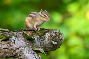 Poster - Closeup shot of a chipmunk on a tree branch against a blurred background