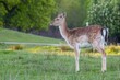 © Woodhicker_shots1/Wirestock Creators - Female European fallow deer standing in the field