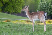 Female European Fallow Deer Standing In The Field