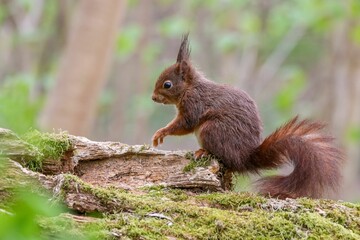 Sticker - Closeup of a common squirrel (Sciurus vulgaris) on a trunk of a tree on blurred background