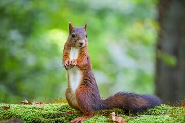 Sticker - Closeup of a common squirrel (Sciurus vulgaris) against blurred background