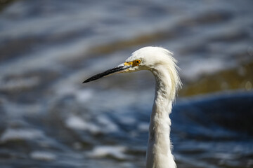 Poster - Portrait of a white egret with waves in the background