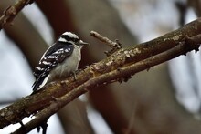 Closeup View Of A Downy Woodpecker Perched On A Tree Branch
