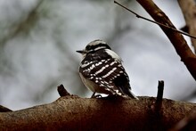 Closeup View Of A Downy Woodpecker Perched On A Tree Branch