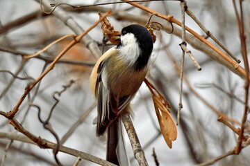 Wall Mural - Closeup of a black-capped chickadee on a tree branch