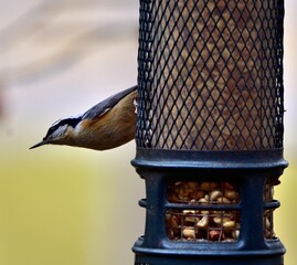 Sticker - Closeup of a red-breasted nuthatch perched on a bird feeder