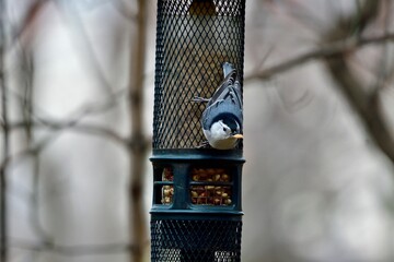 Wall Mural - Closeup of a white-breasted nuthatch perched on a bird feeder