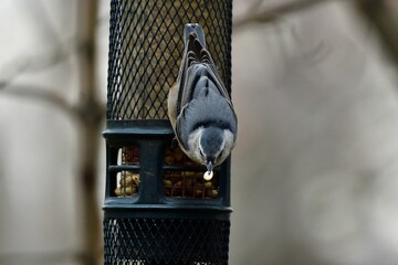 Canvas Print - Closeup of a nuthatch eating from a bird feeder