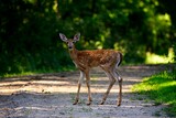 Fototapeta Kawa jest smaczna - Majestic white-tailed deer crossing the road in an evergreen forest