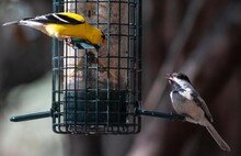 Closeup Of A Black-capped Chickadee With An American Goldfinch On A Bird Feeder.