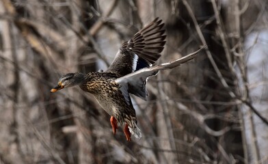 Poster - Closeup of a beautiful mallard duck in flight in a park on an autumn day