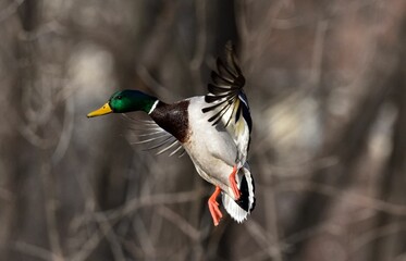 Sticker - Closeup of a beautiful mallard duck in flight in a park on an autumn day