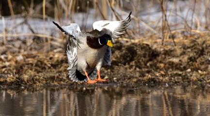 Poster - Closeup of a beautiful mallard duck in flight over a pond in a park on an autumn day