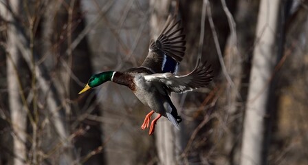 Wall Mural - Closeup of a beautiful mallard duck in flight in a park on an autumn day