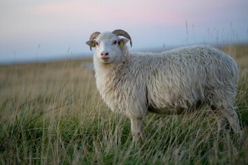 Poster - Furry Skudde sheep (Ovis aries) with curved horns standing in the field on the grass in the daytime