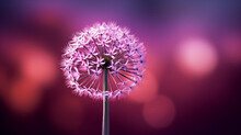 A Dandelion With Purple Background And A Purple Background. Hd 