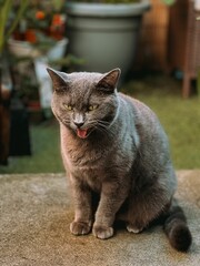 Poster - Portrait of a cat with a funny face while yawning, vertical shot