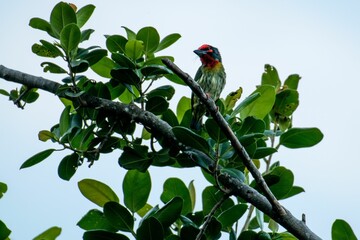 Colorful bird (Coppersmith Barbet) on the green tree branch against a blue sky background