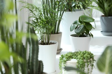 Many beautiful potted houseplants on windowsill indoors